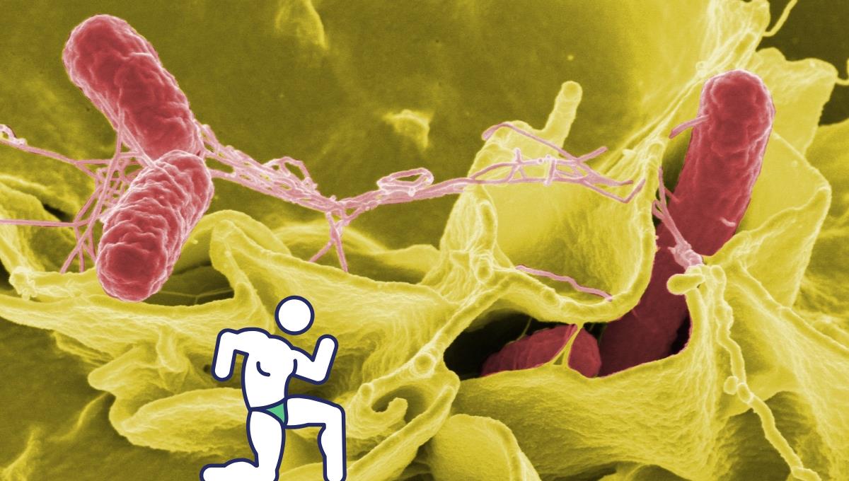 La bacteria que no es mala: ayuda a fortalecer los músculos